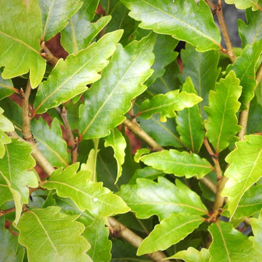 Fagus sylvatica Sandrode - Beech