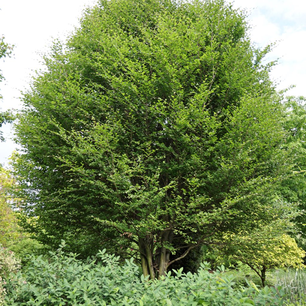 Fagus sylvatica Skrzat