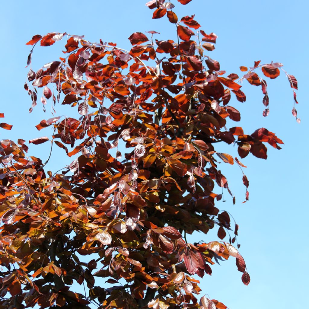 Fagus sylvatica Swat Magret