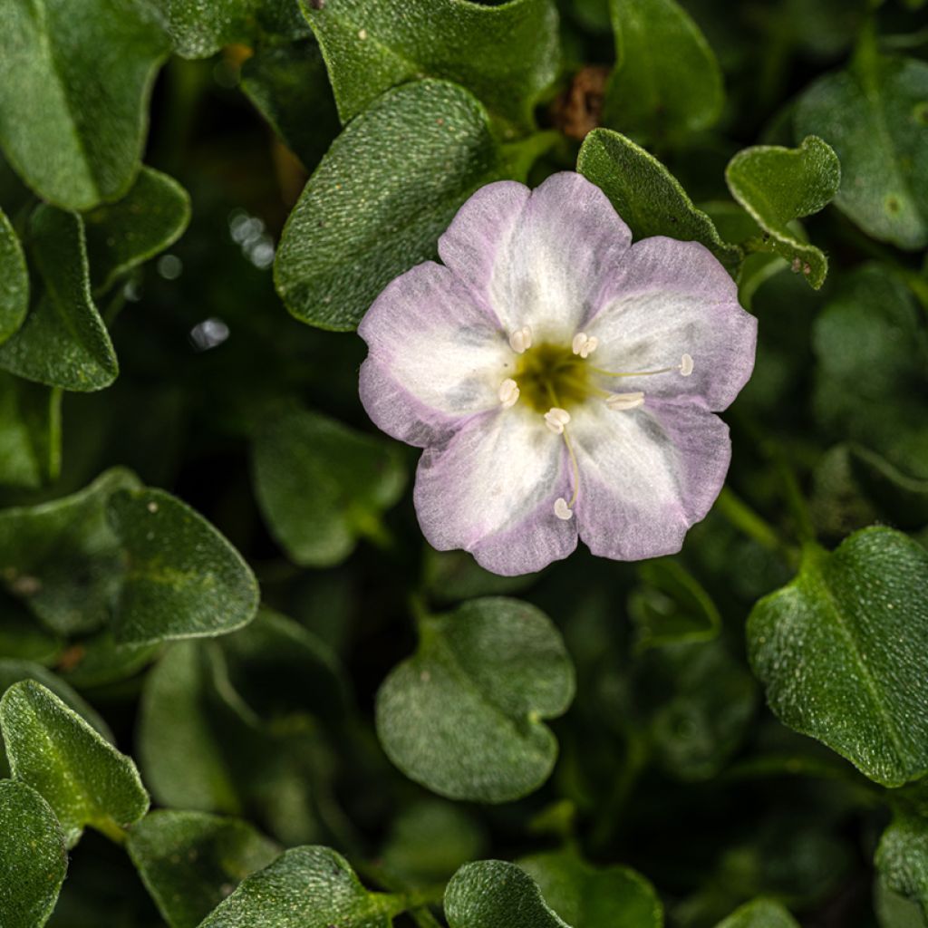 Falkia repens