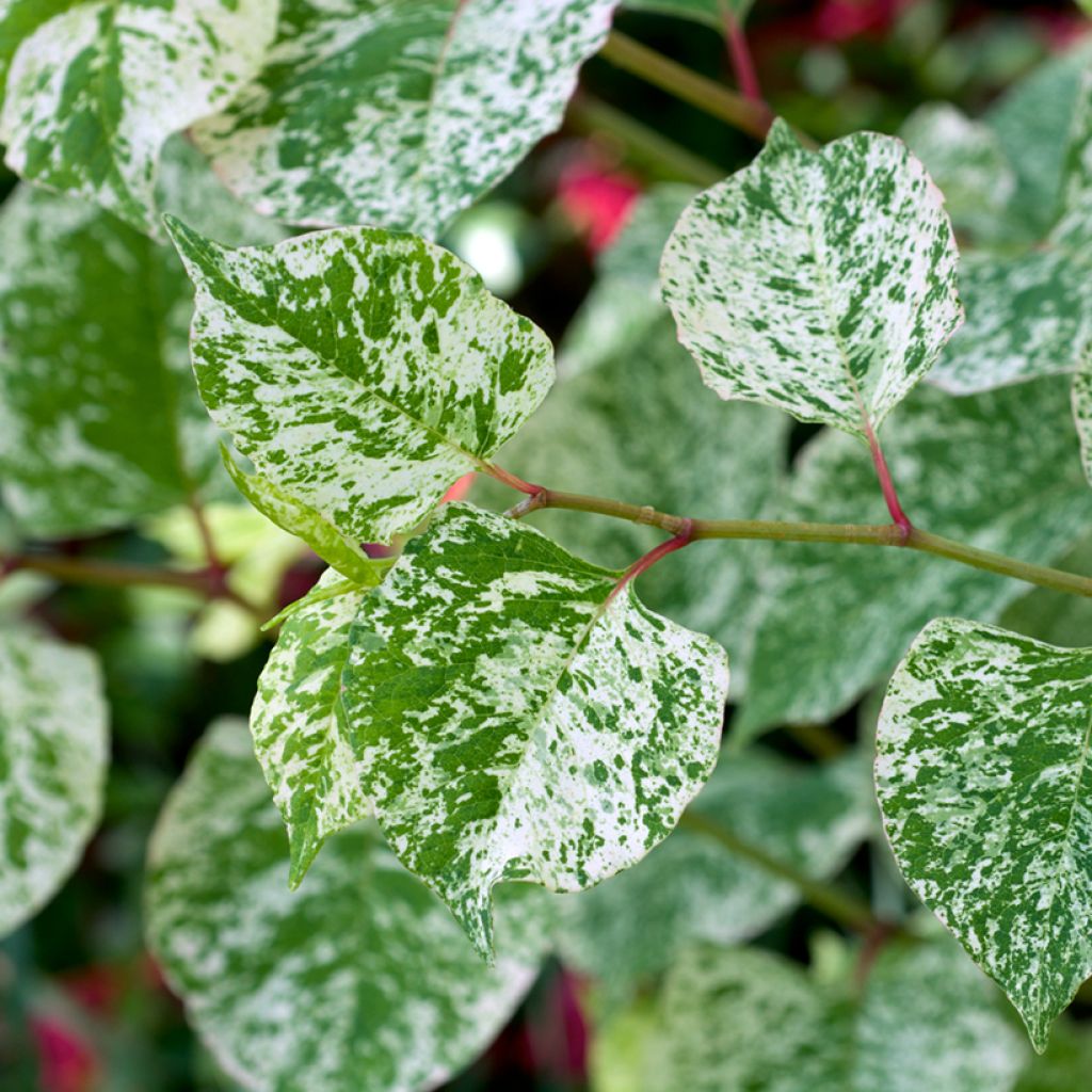 Fallopia bohemica 'Spectabilis'