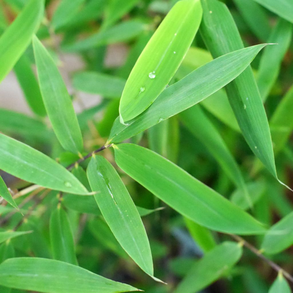 Fargesia murielae Violet Woods  - Non-running bamboo