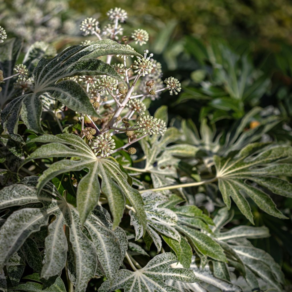 Fatsia japonica Spiders Web - Variegated False Aralia