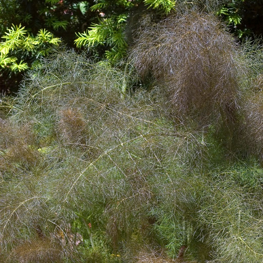 Organic Bronze Fennel - Ferme de Sainte Marthe seeds - Foeniculum dulce