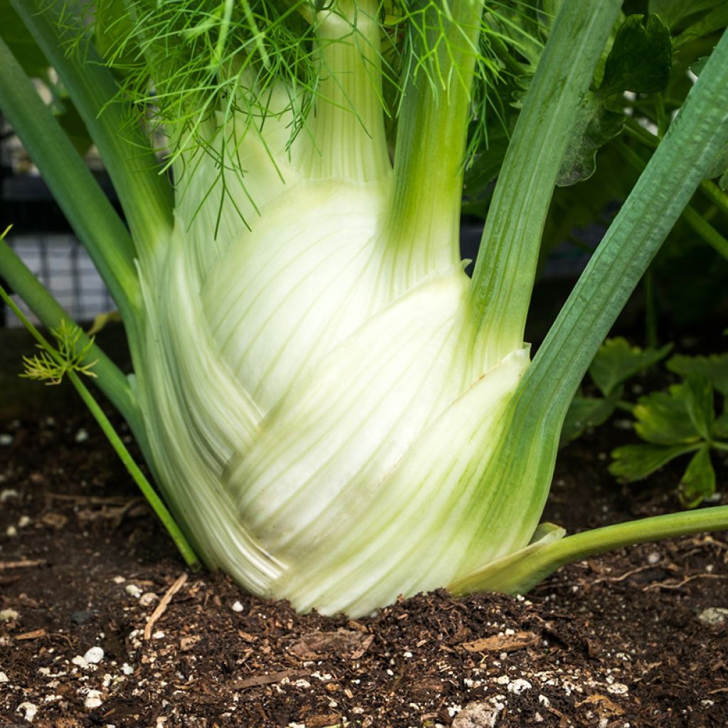 Fennel Crystal (untreated) - Ferme de Sainte Marthe seeds - Foeniculum dulce