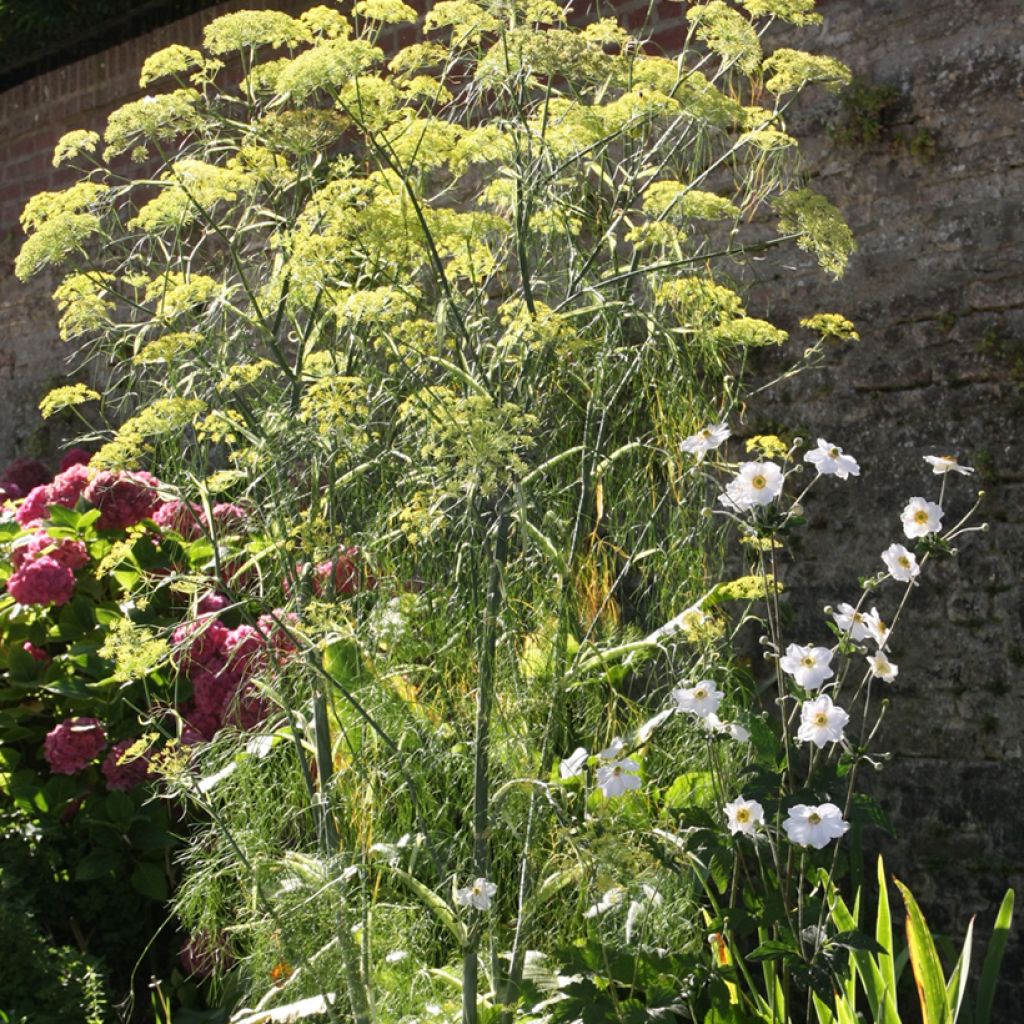 Foeniculum vulgare