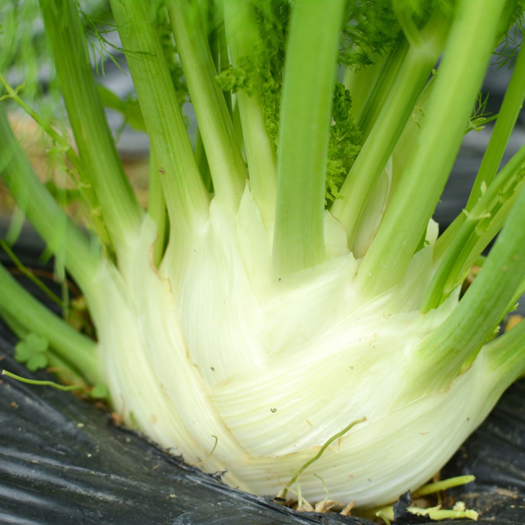 Organic Foeniculum dulce Finale