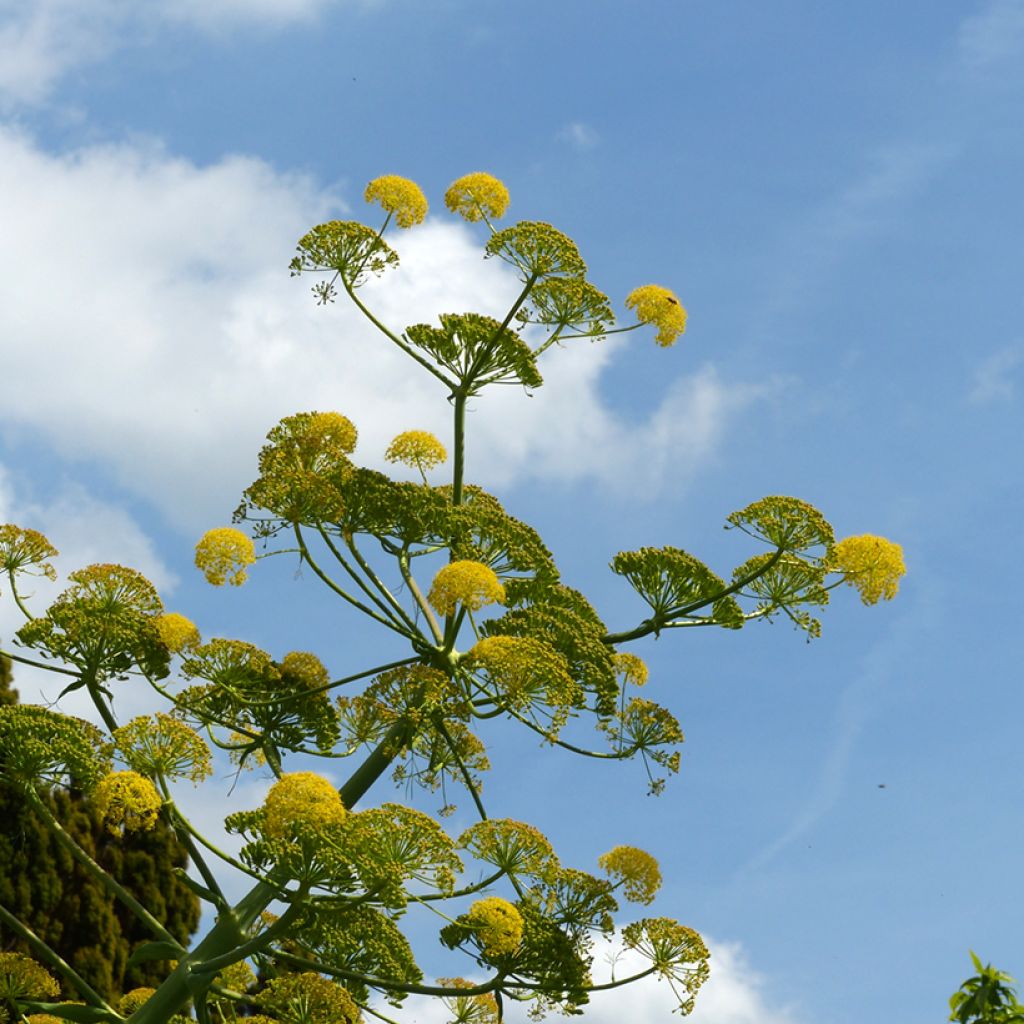 Ferula communis - Giant Fennel