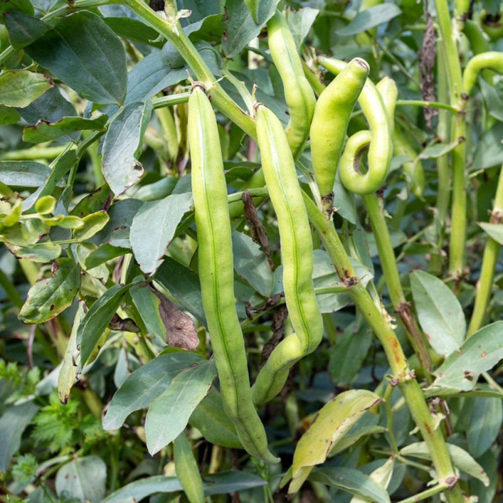 Broad bean Masterpiece Green Longpod