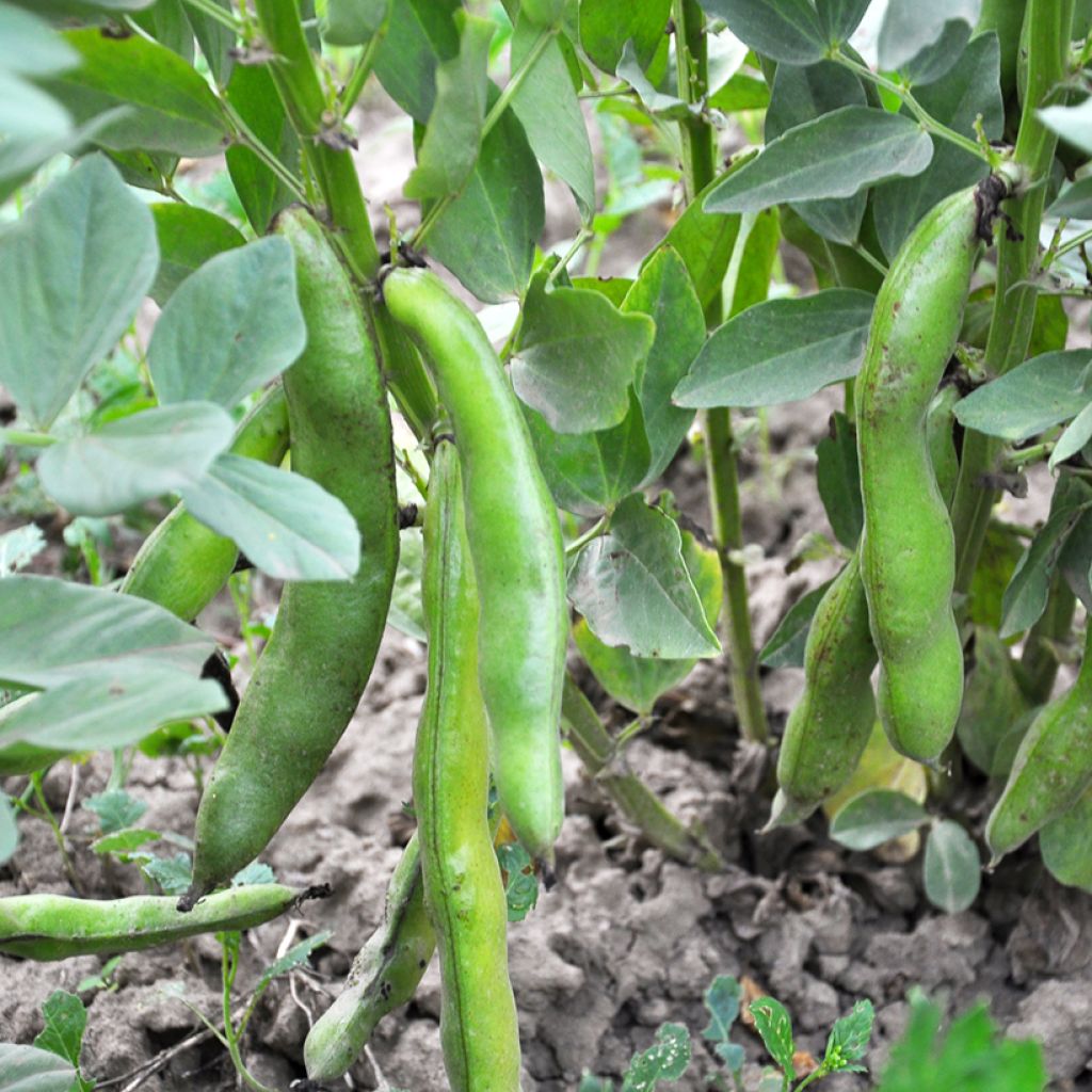 Broad Bean Witkiem