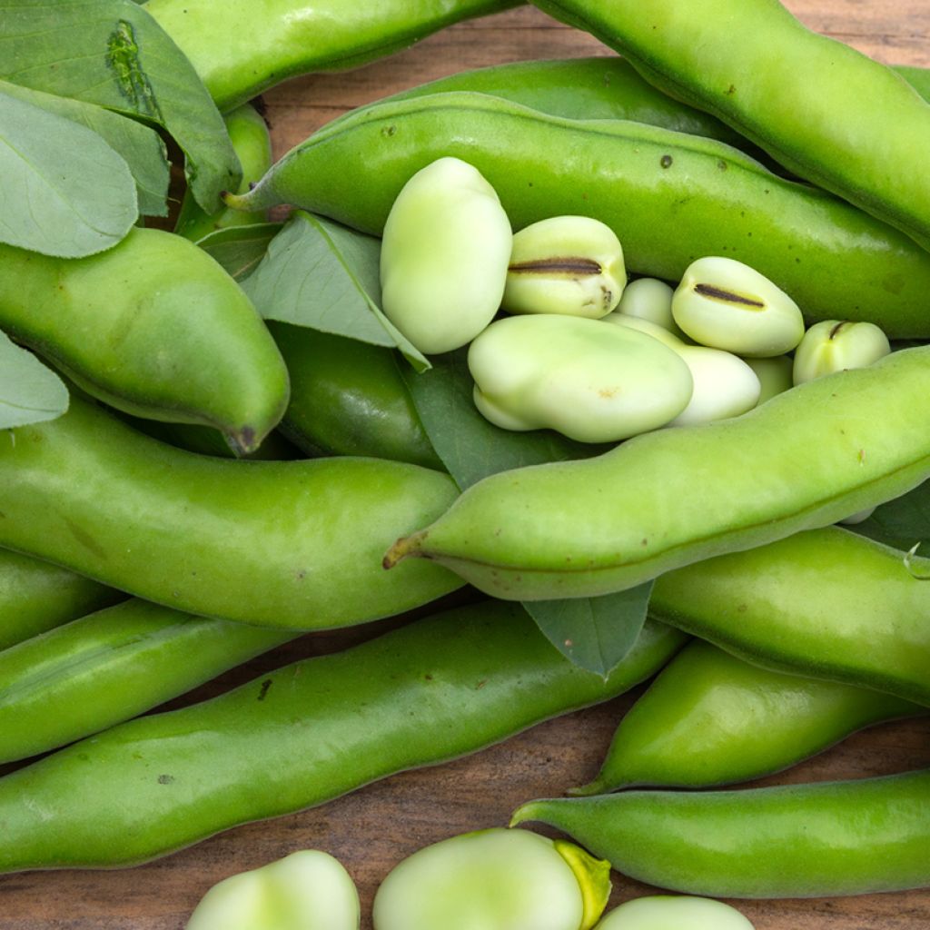 Vicia faba Aguadulce organic seeds - Broad bean