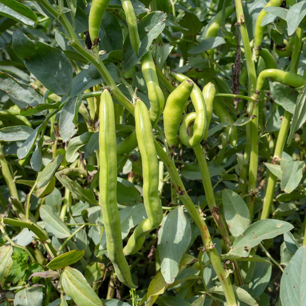 Broad bean Seville Long-Pod - Vilmorin seeds