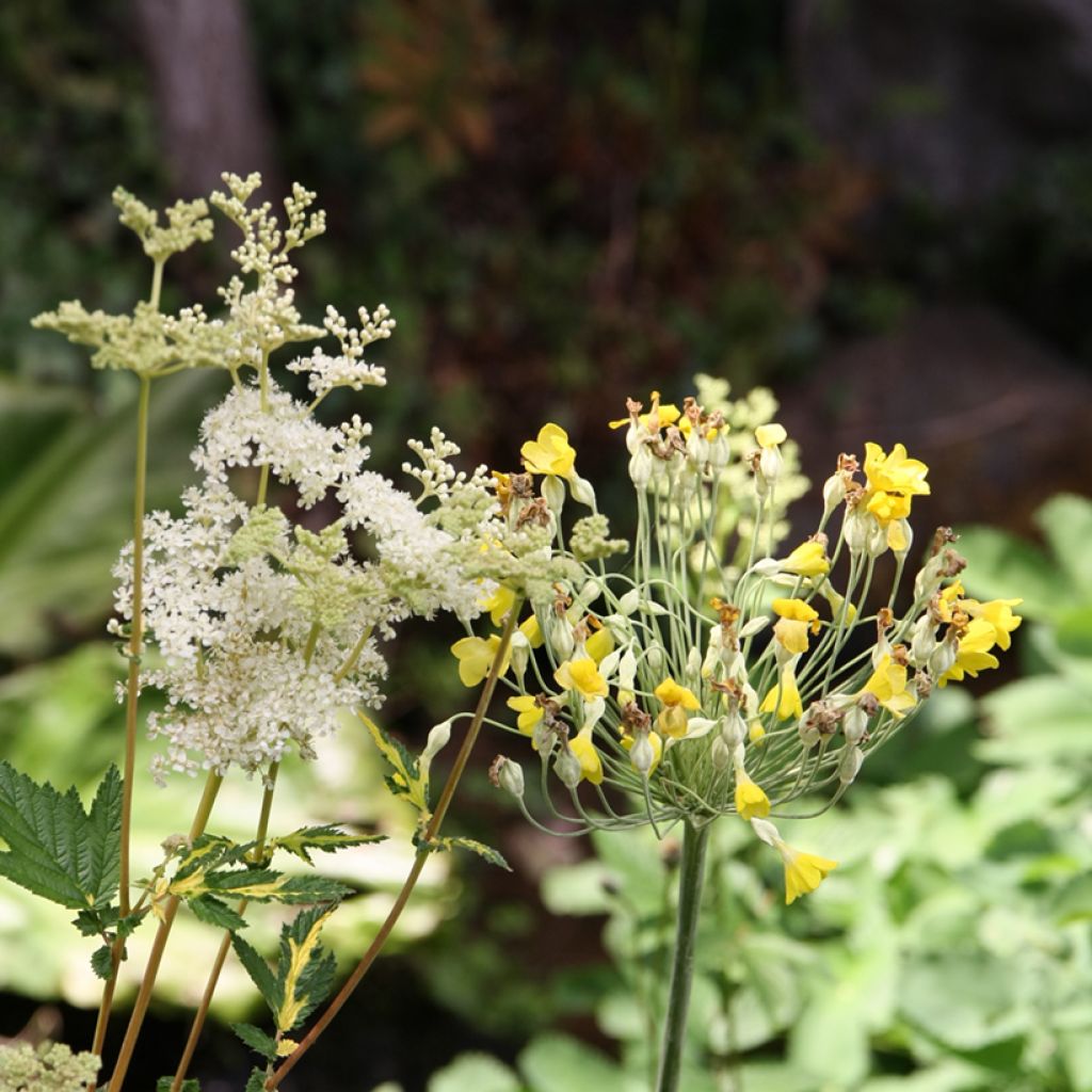 Filipendula ulmaria