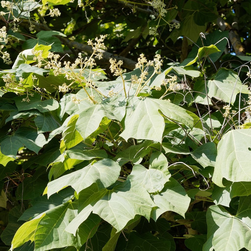 Firmiana simplex - Chinese Parasol Tree