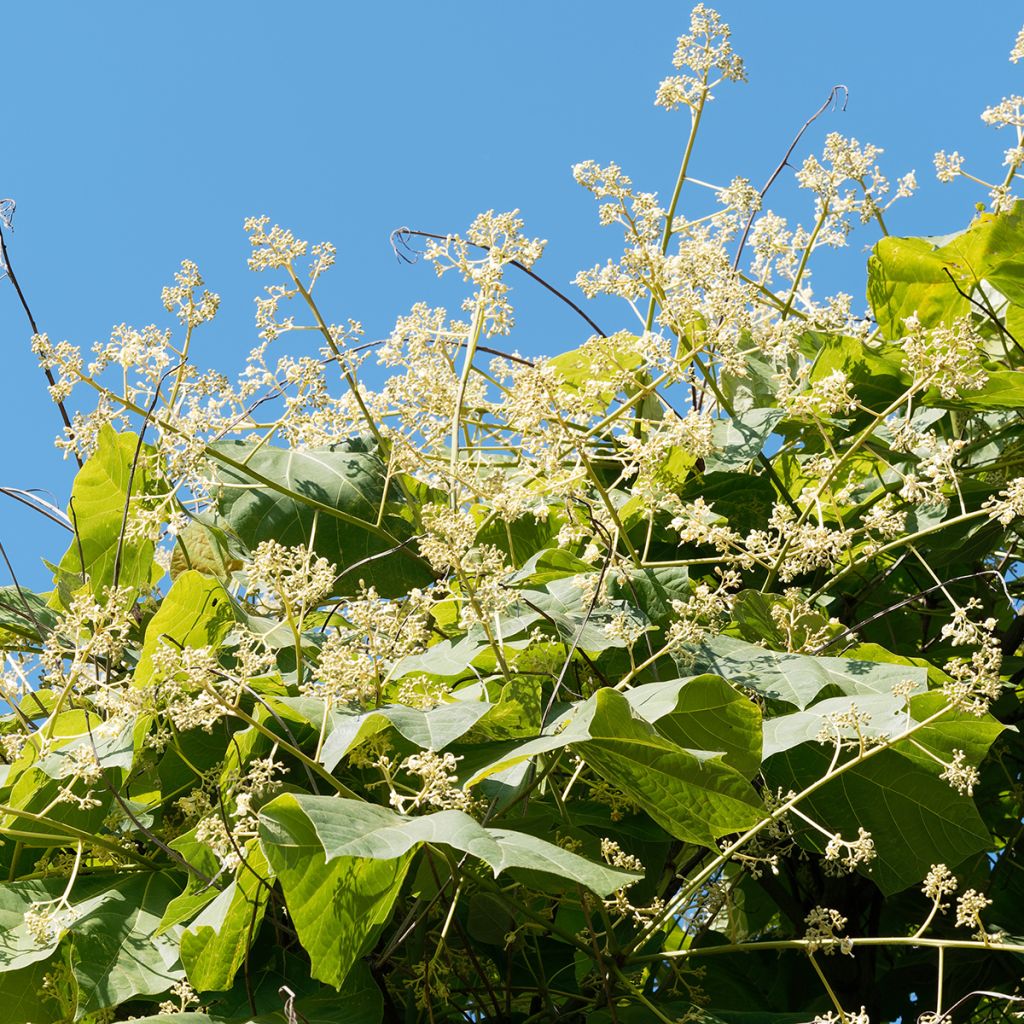 Firmiana simplex - Chinese Parasol Tree