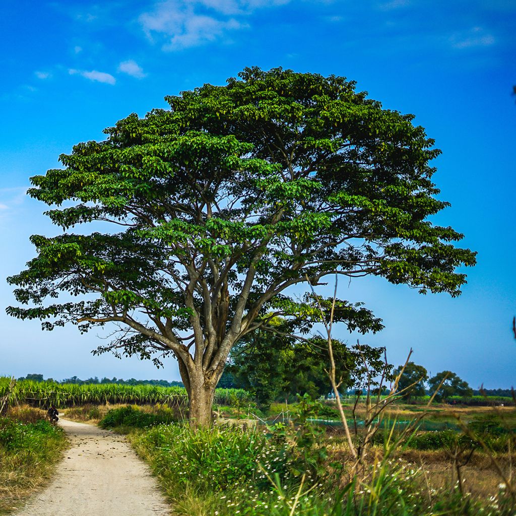 Firmiana simplex - Chinese Parasol Tree