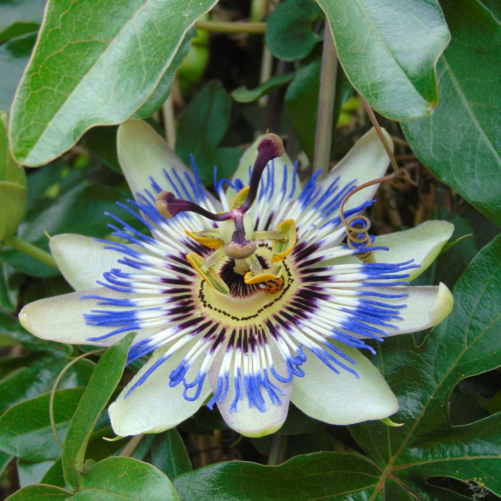 Passiflora caerulea seeds