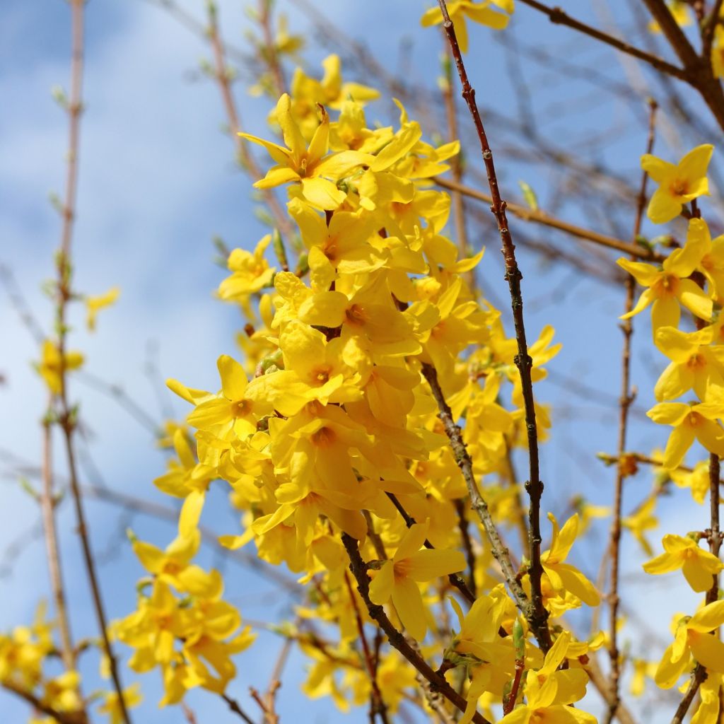 Forsythia intermedia