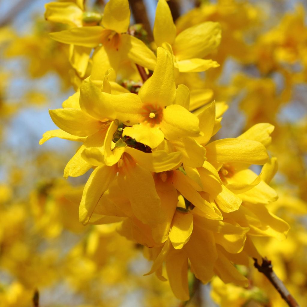 Forsythia intermedia