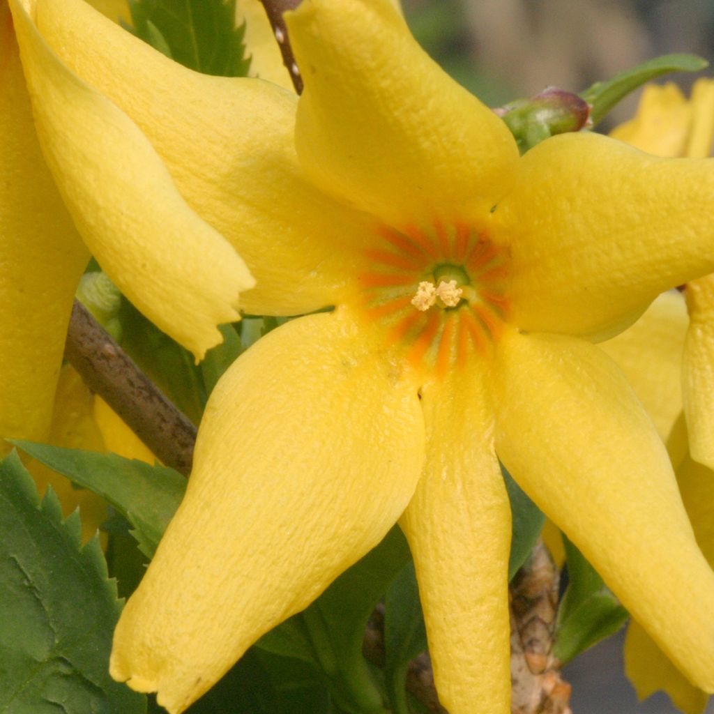 Forsythia koreana Flying Machine - Korean goldenbell tree