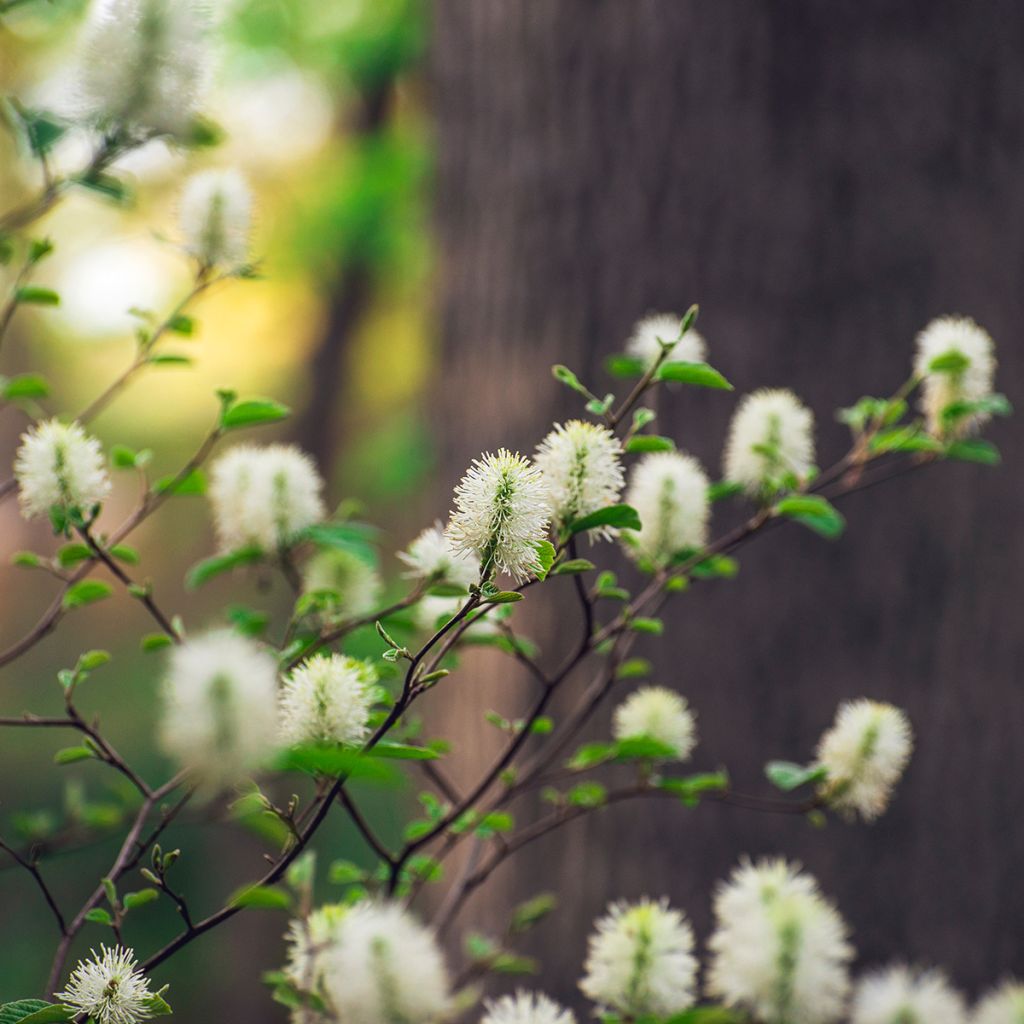 Fothergilla gardenii Suzanne