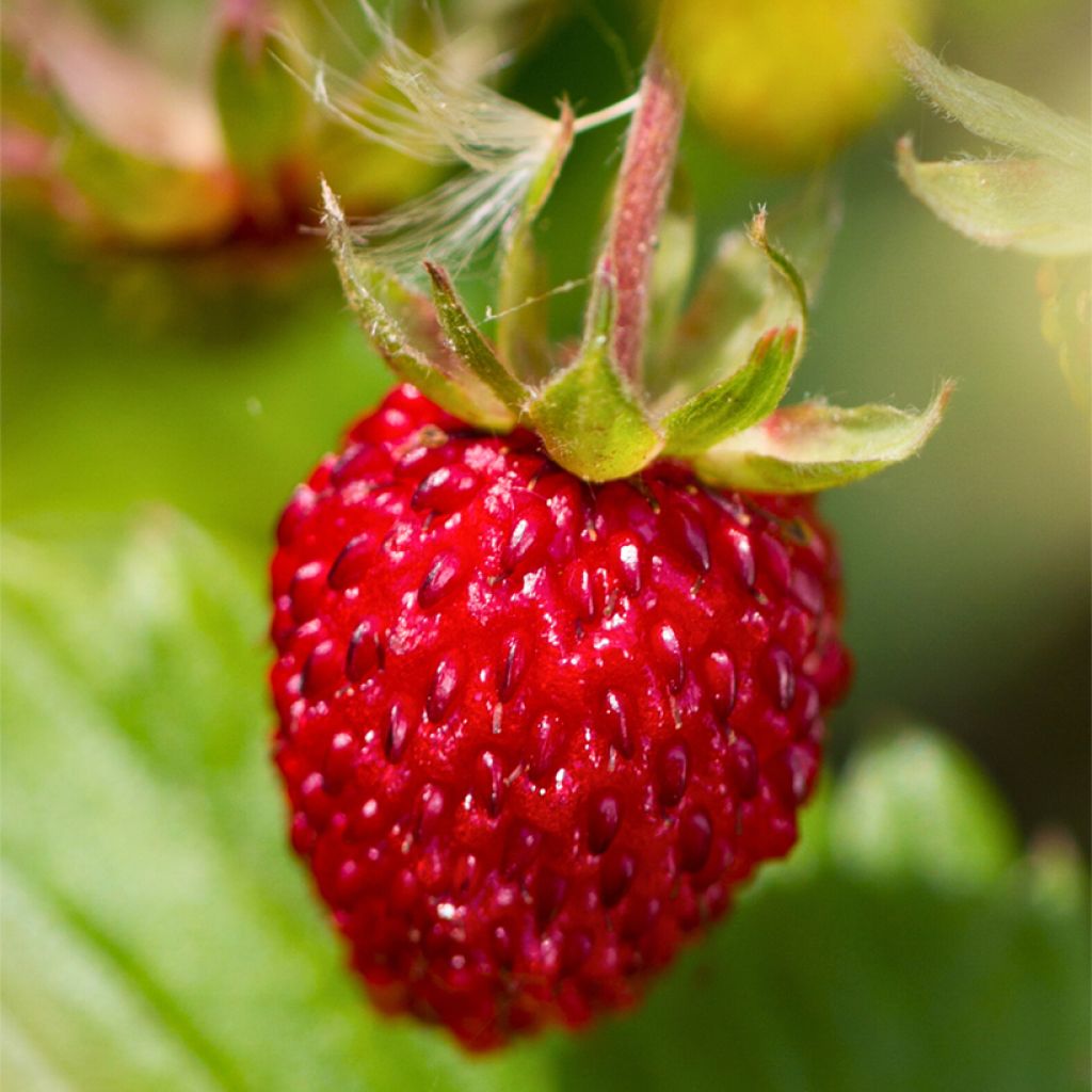 Wild Strawberry Rügen - Fragaria vesca