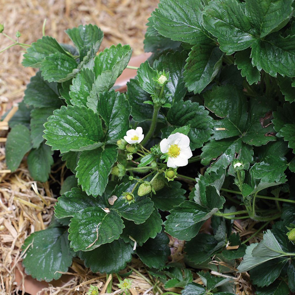 Fraisier retombant F1 Cupido - Fragaria