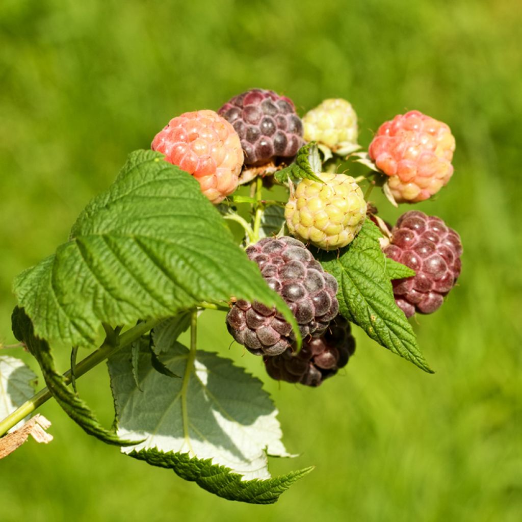 Raspberry Violette - Rubus idaeus