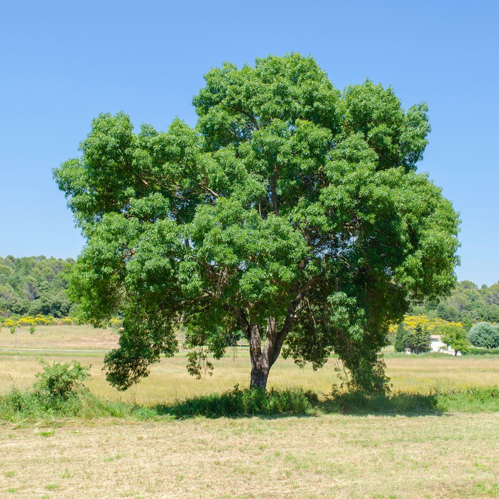 Fraxinus angustifolia - Ash