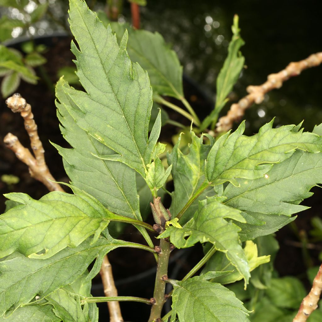 Fraxinus angustifolia Heterophylla Laciniata - Narrow-leaved ash