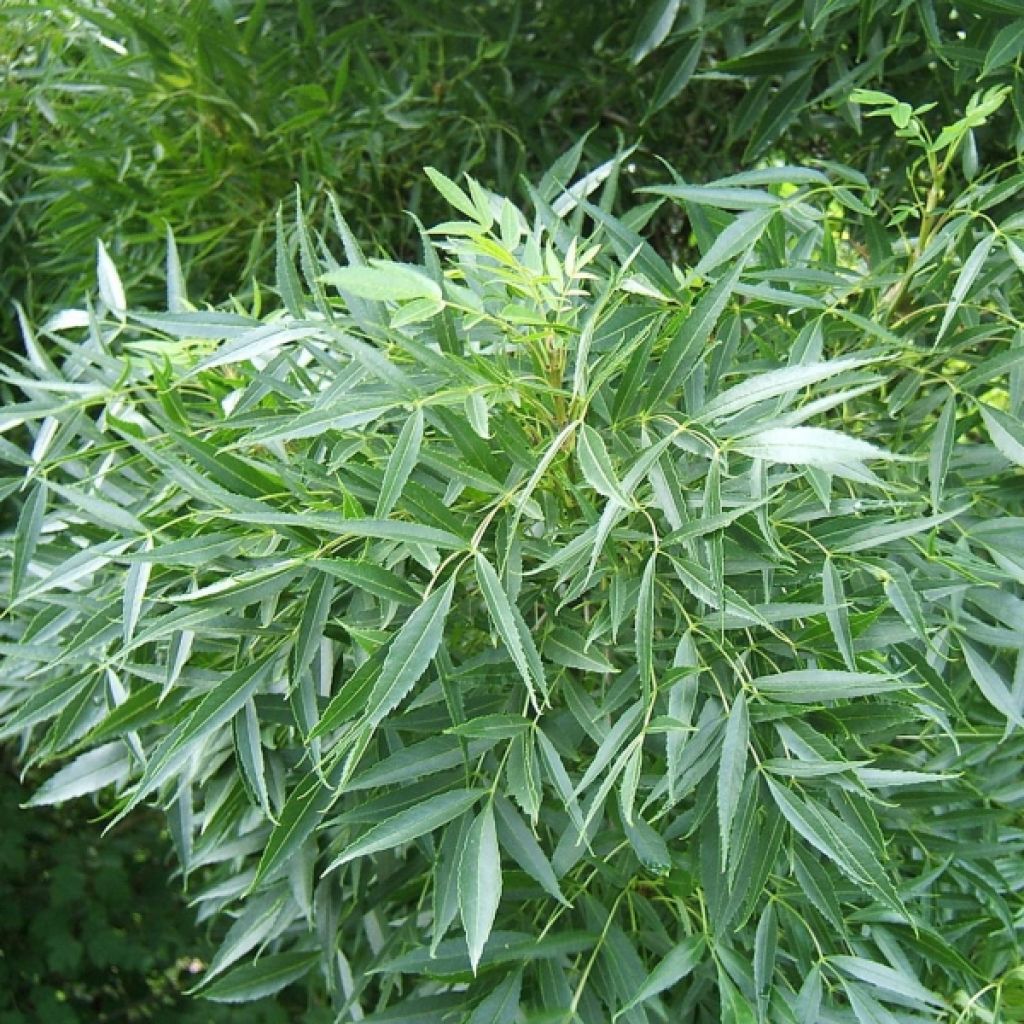 Fraxinus angustifolia Raywood - Ash