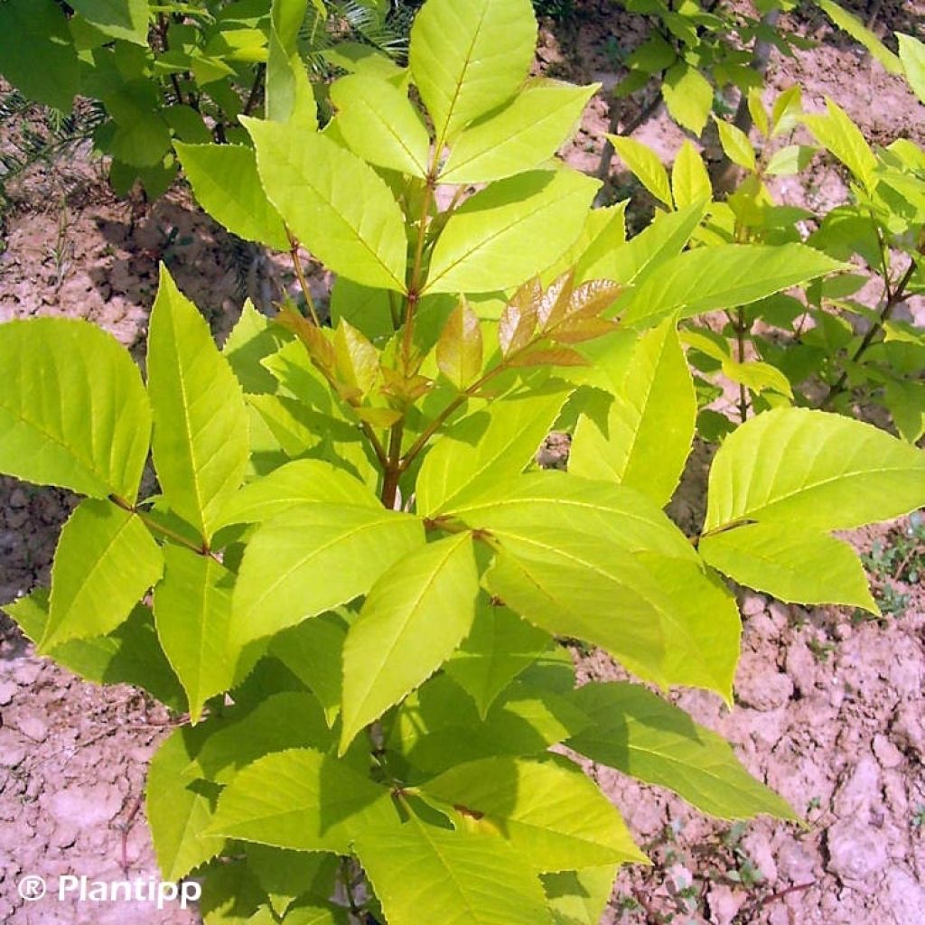 Fraxinus chinensis Emmas Gold - Ash