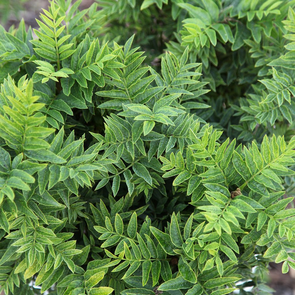 Fraxinus excelsior Abiona