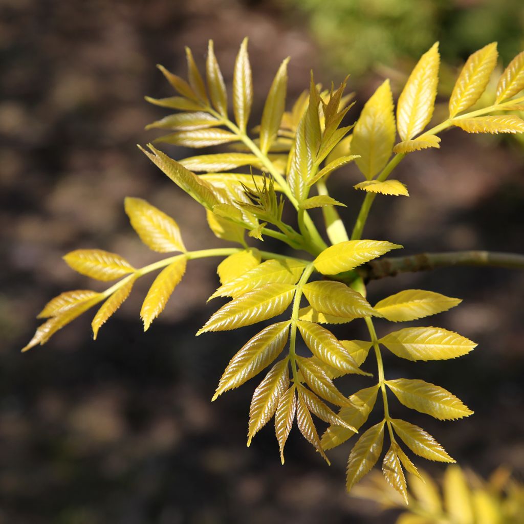 Fraxinus excelsior Foliis Aureis - Ash