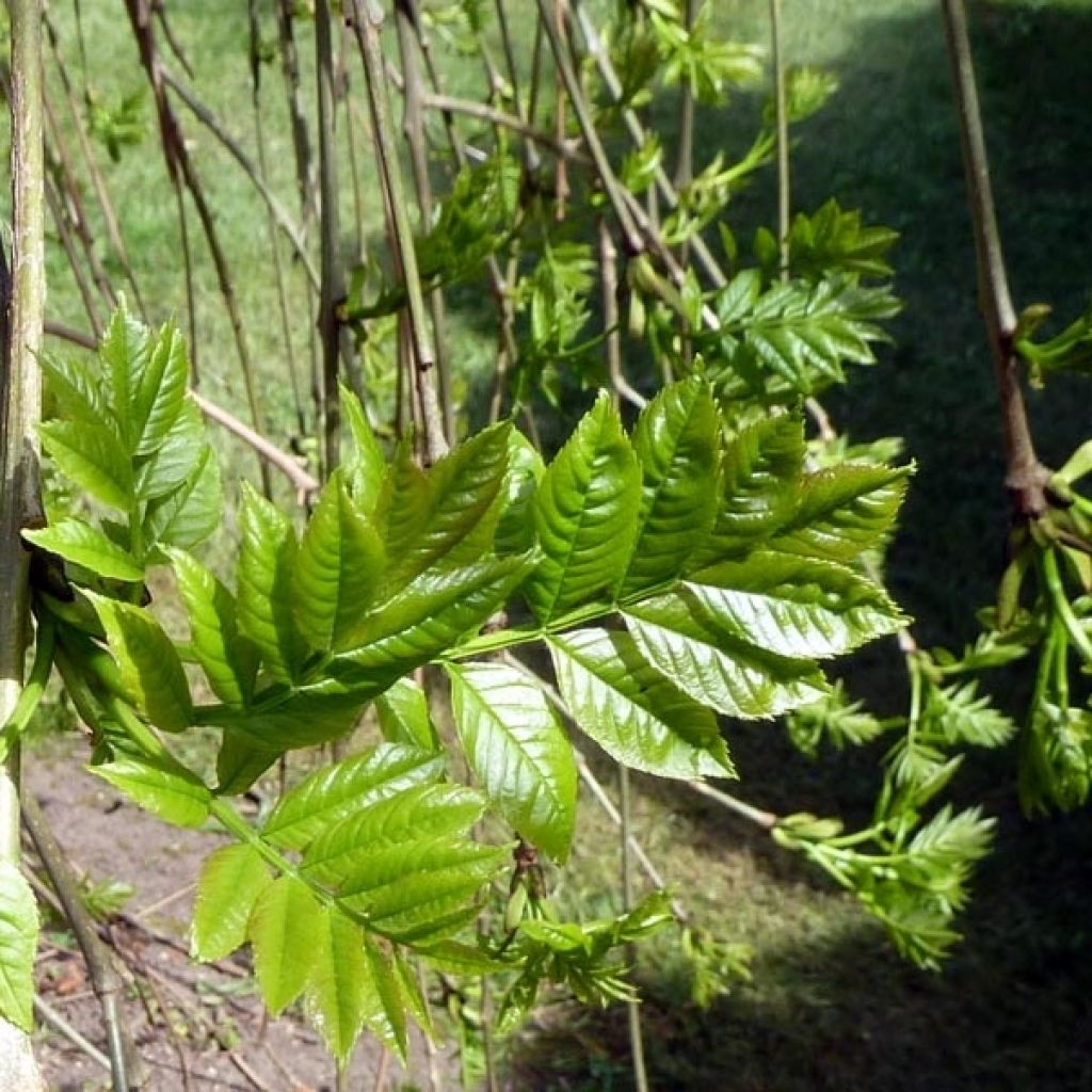 Fraxinus excelsior Pendula - Ash