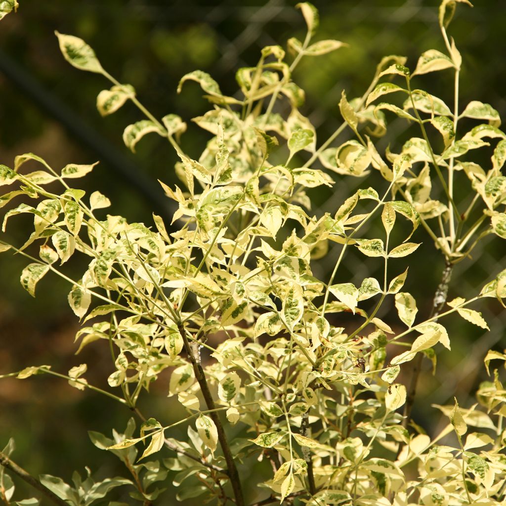 Fraxinus pennsylvanica Argenteomarginata - Ash