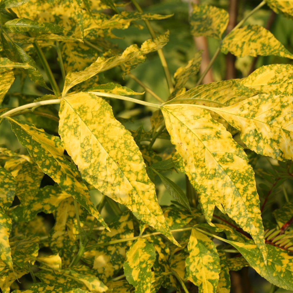 Fraxinus pennsylvanica - Green Ash Aucubifolia