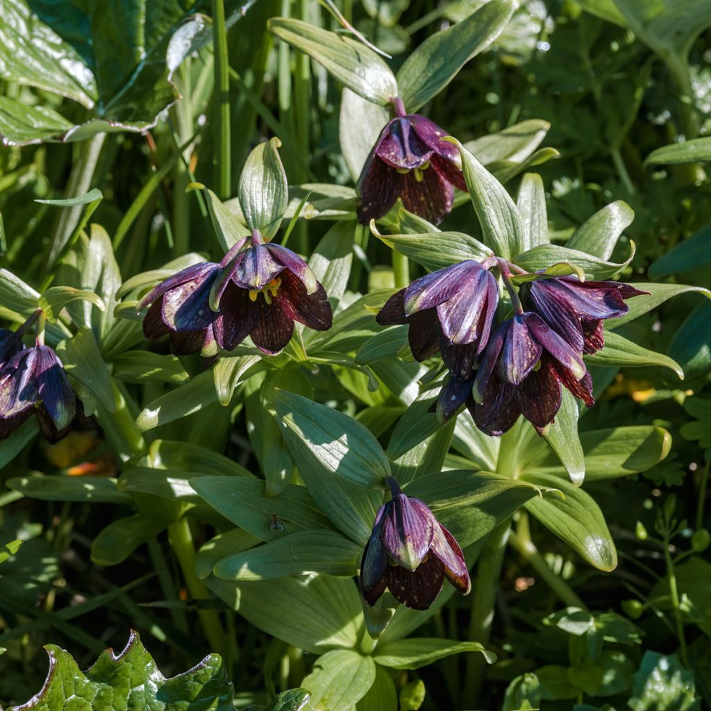 Fritillaire camschatcensis - Lys du Kamtchatka