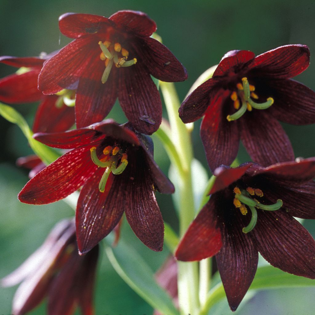 Fritillaire camschatcensis - Lys du Kamtchatka