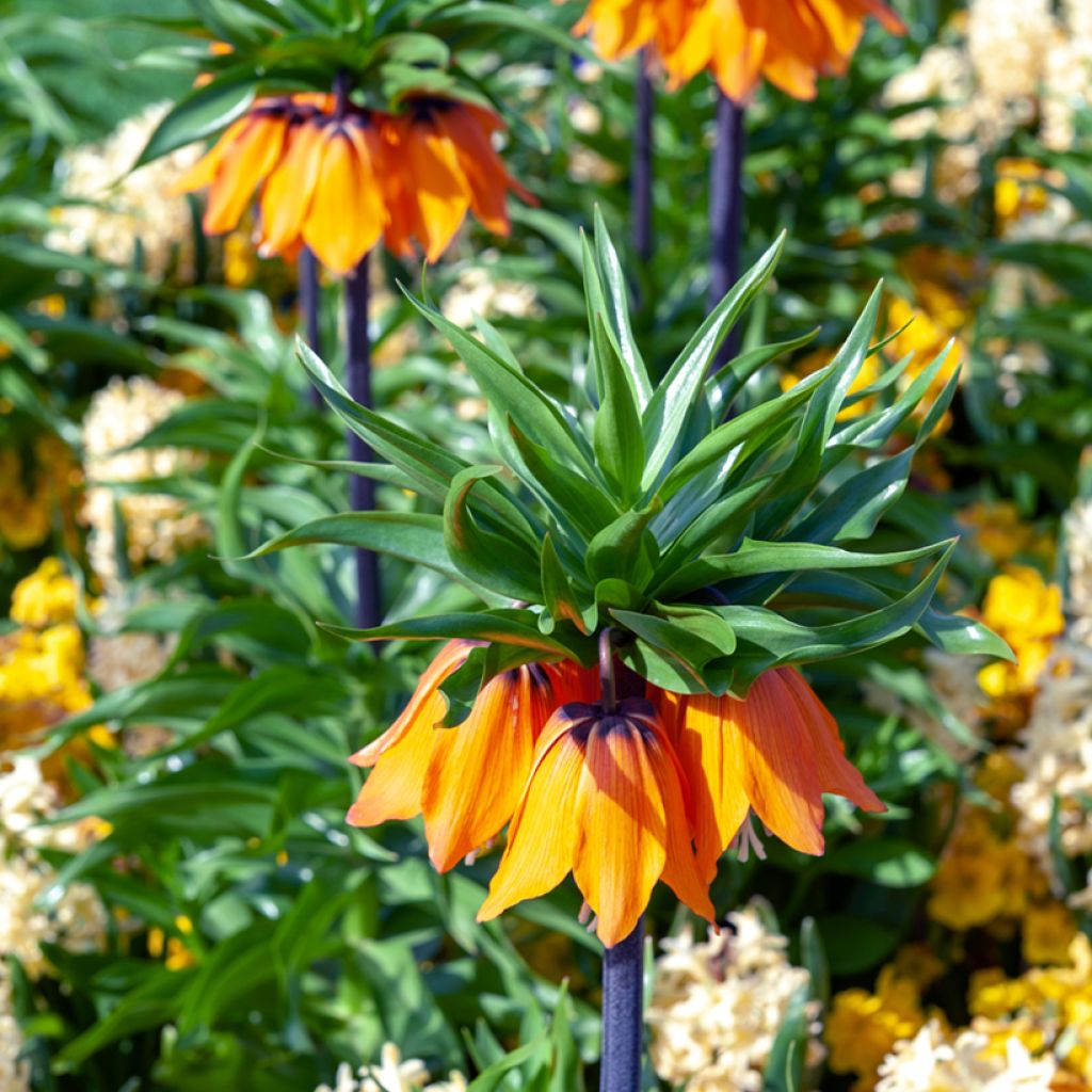 Fritillaria imperialis Sunset 