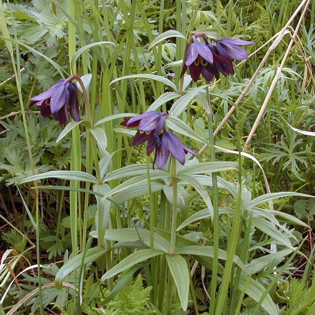 Fritillaire camschatcensis - Fritillaire ou Lys du Kamtchatka