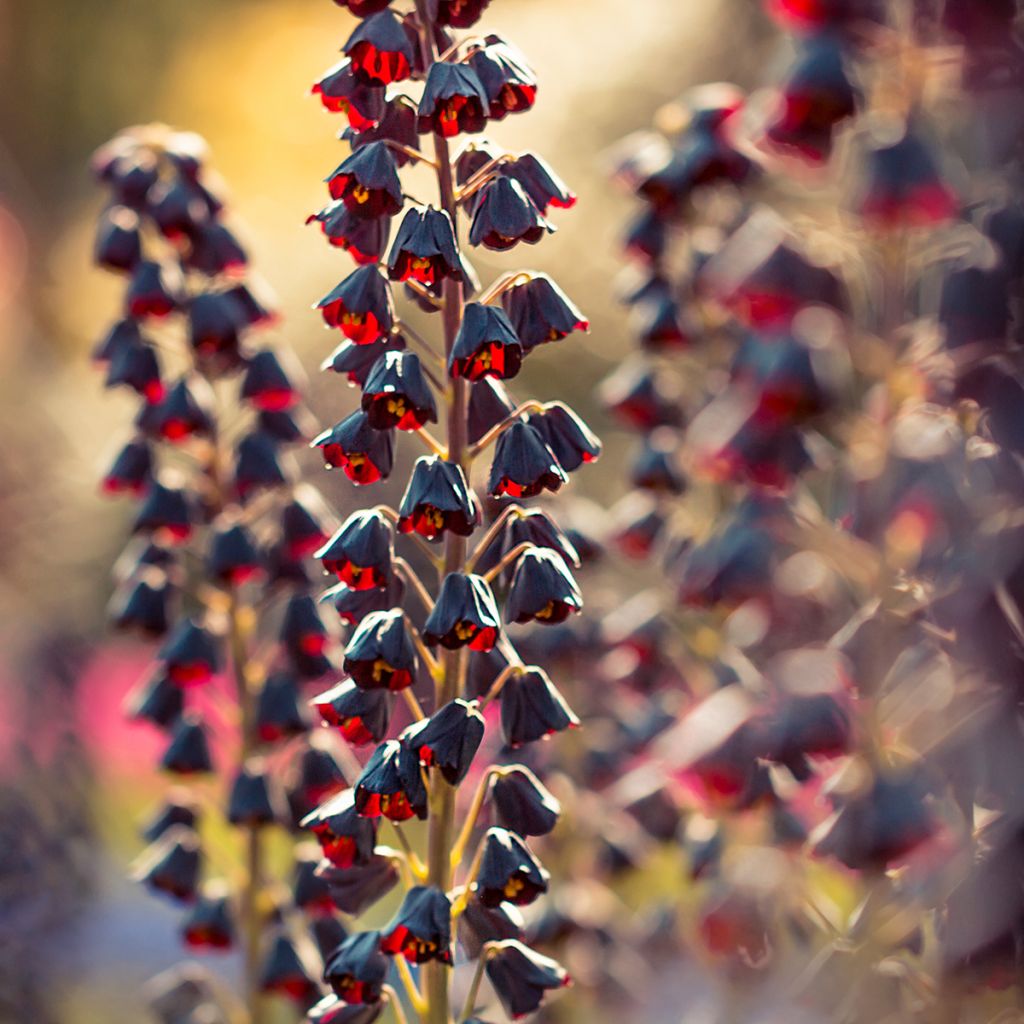 Fritillaria persica