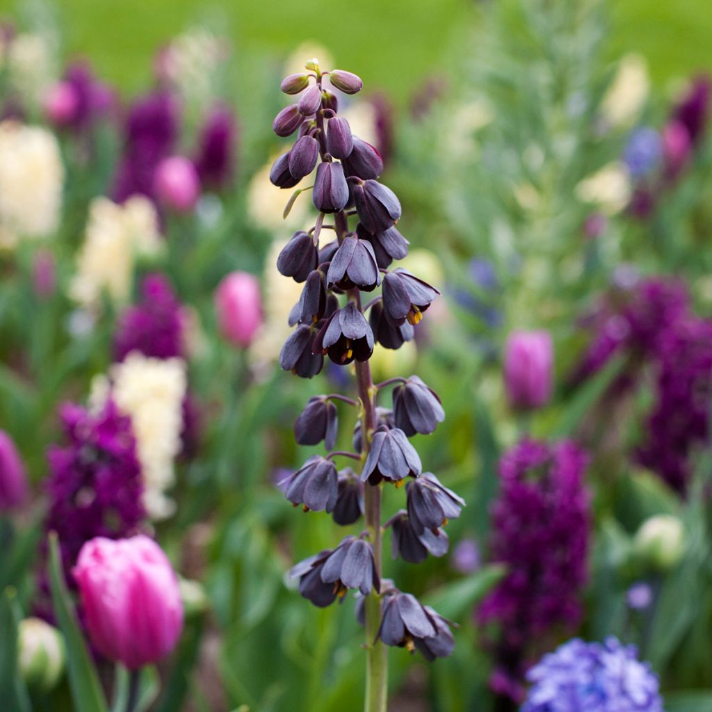 Fritillaria persica