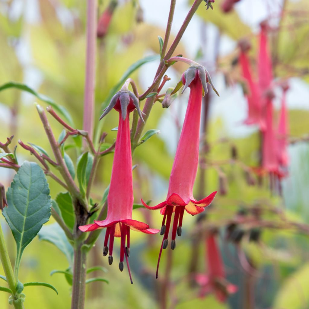 Phygelius African Queen - Cape Fuchsia