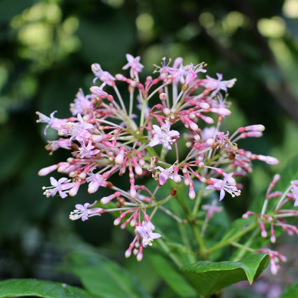 Fuchsia paniculata