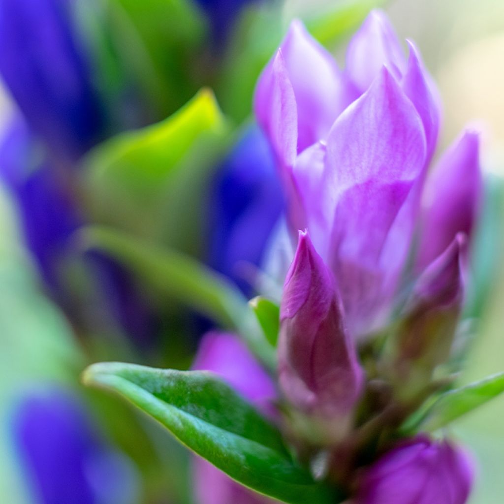 Gentiana scabra Zuki-rindo - Japanese Gentian