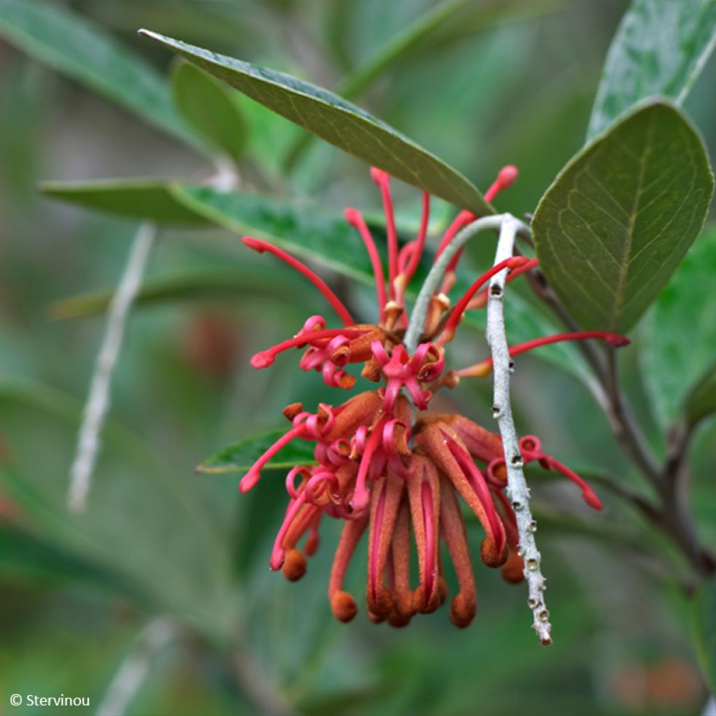 Grevillea victoriae 