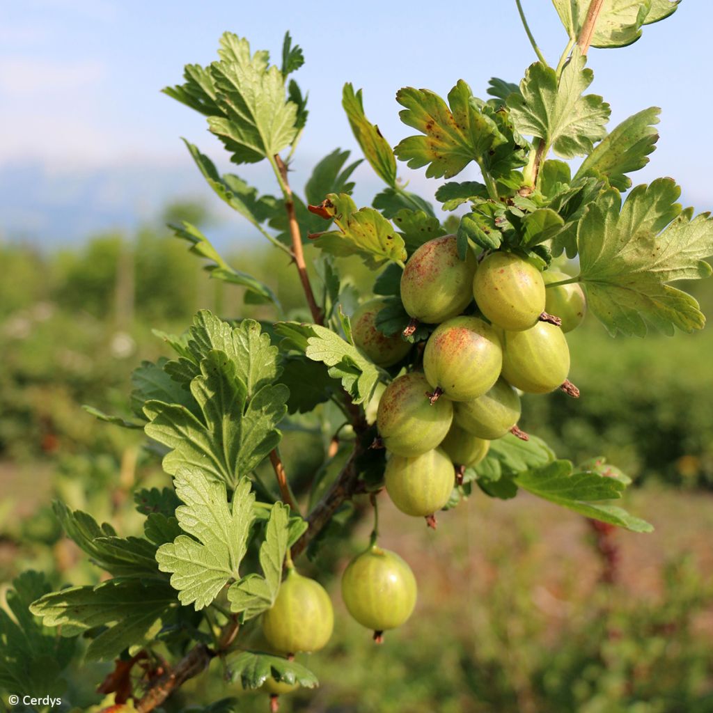 Gooseberry Crispa Greenling