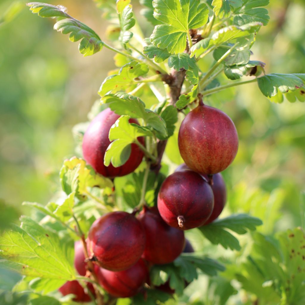 Ribes uva-crispa Crispa Nibbling - Gooseberry