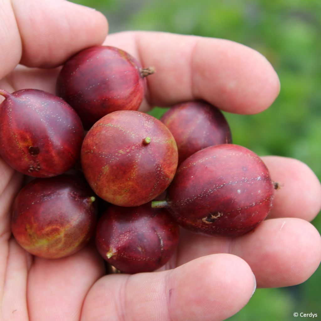 Ribes uva-crispa Crispa Nibbling - Gooseberry